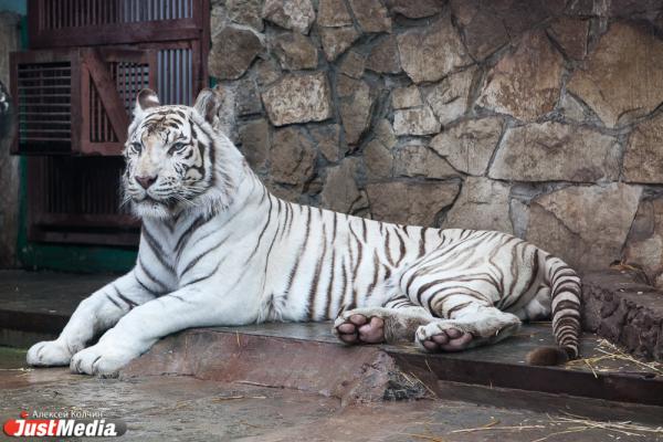 В 2026 году в Екатеринбургском зоопарке планируют начать строить вольер для тигров - Фото 1