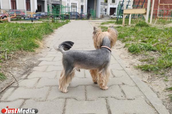 Курьер на электровелосипеде сбил насмерть йорка на Уралмаше - Фото 1