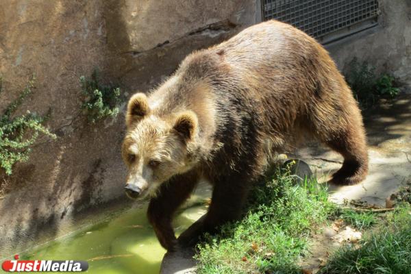 В Японии медведь набросился на 70-летнего грибника и оторвал ему голову - Фото 1