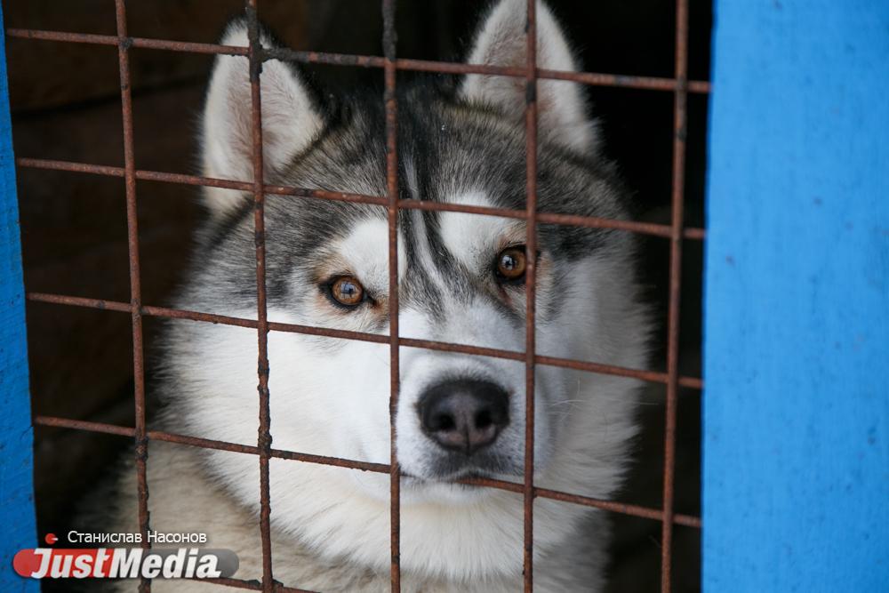 В Подмосковье собака опрокинула коляску и загрызла двухмесячного малыша - Фото 1