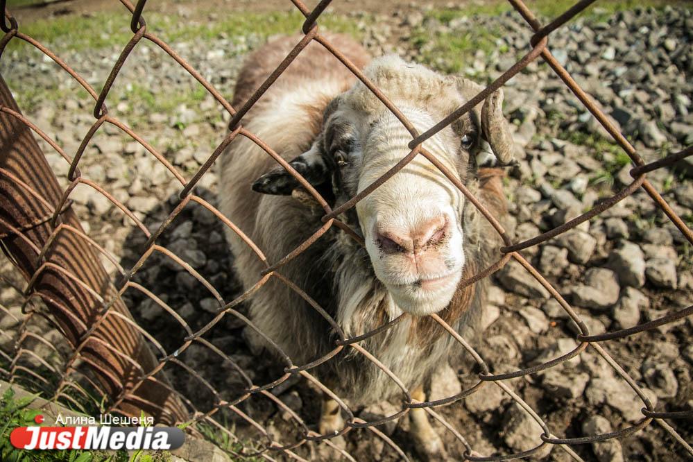Свердловский фермер решил продать овец и чуть не остался без денег и животных - Фото 1