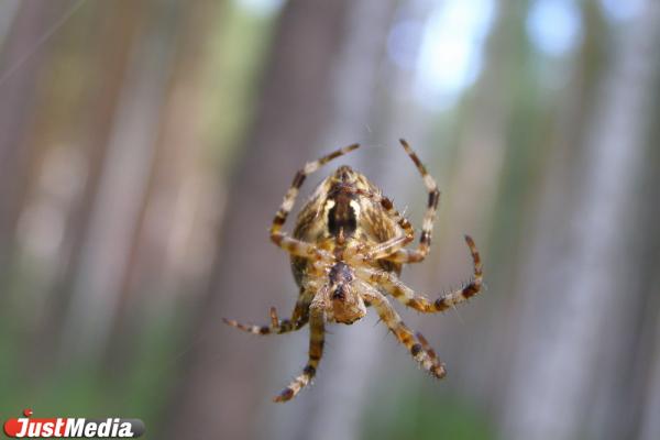 К чему снятся пауки: толкование по соннику