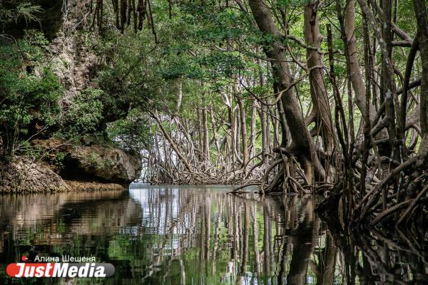 Реликтовые деревья - Фото 1