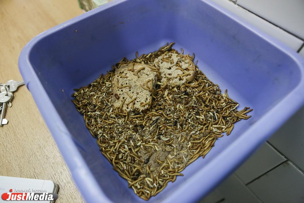 Неприятное и тревожное видение ночью: к чему снятся гусеницы - Фото 1