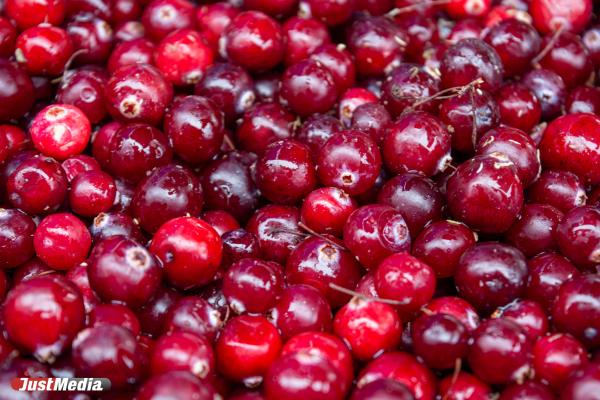 Клюква: полезные свойства