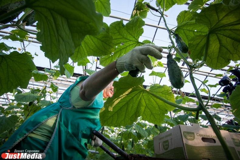 Правительство увеличило «подъемные» начинающим свердловским сельхозработникам - Фото 1