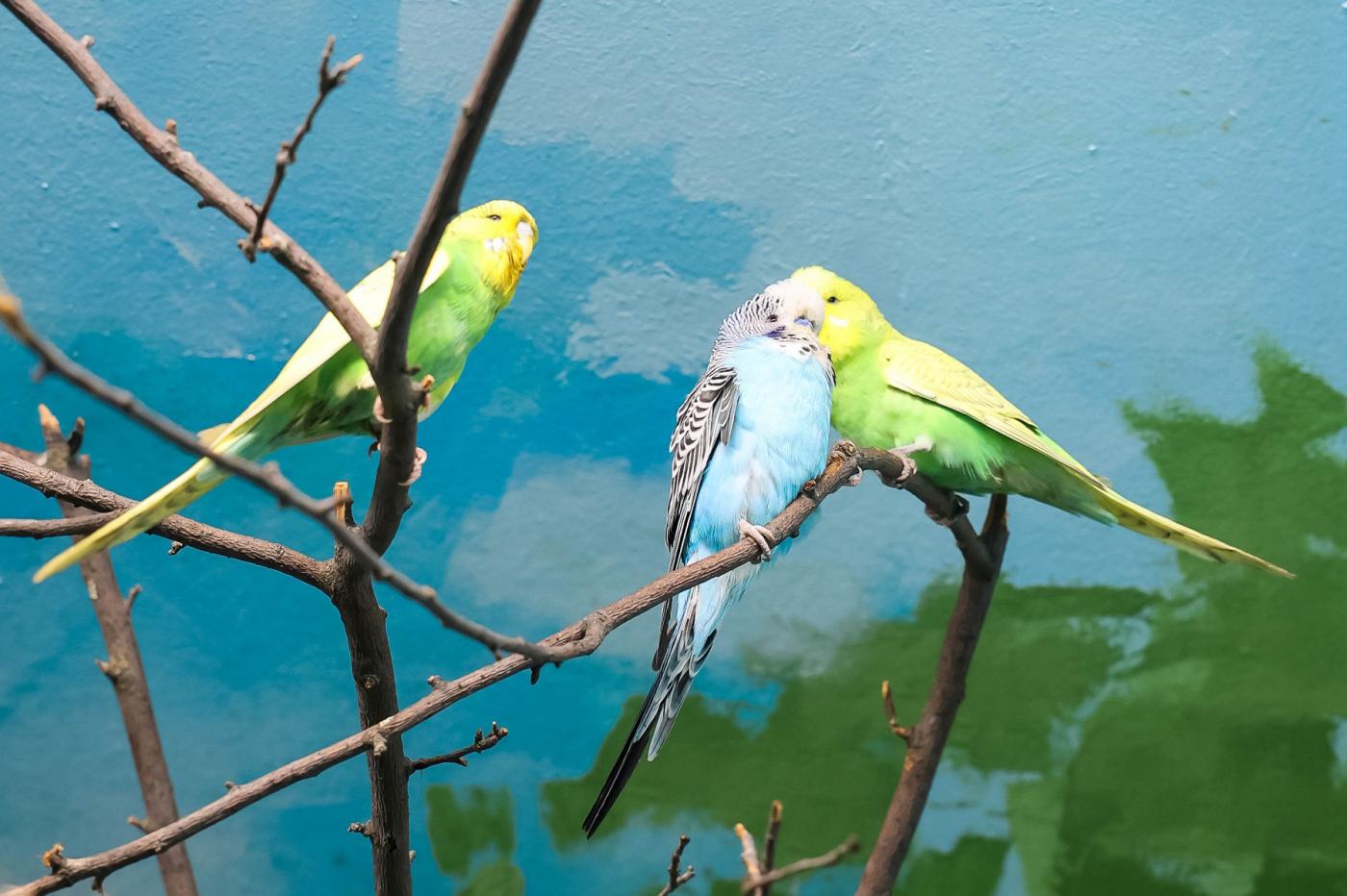 В зоопарке Екатеринбурга поселились десять волнистых попугаев - Фото 1