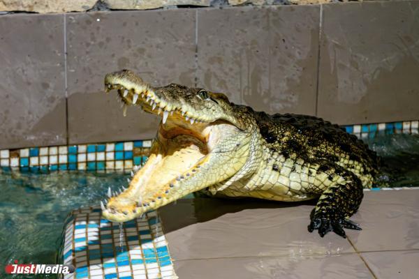 В Уганде голодавший 30 дней крокодил съел 16-летнюю девушку - Фото 1