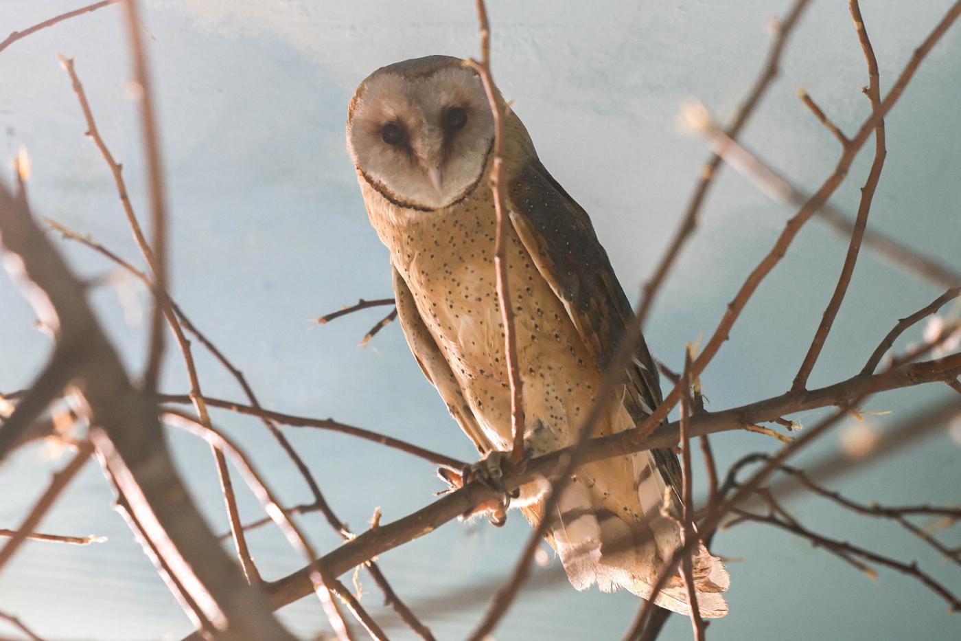 В зоопарке Екатеринбурга поcелились сипухи Айгуль и Динара - Фото 1
