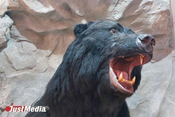 В Индии ворвавшийся в школу медведь утащил мальчика из класса во время уроков - Фото 1