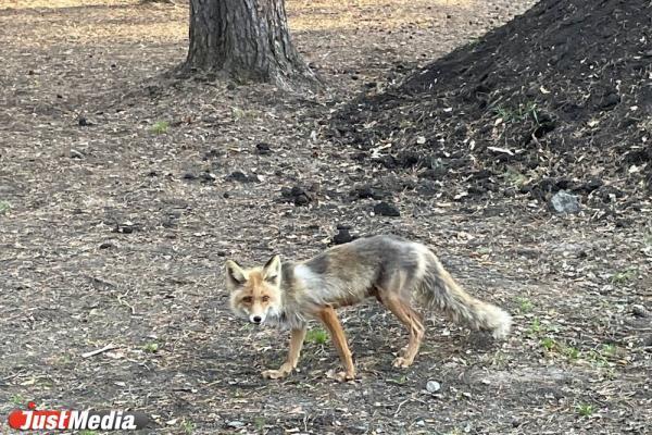 Под Уфой охранник пытался разнять бешеную лису и собаку и получил травму - Фото 1
