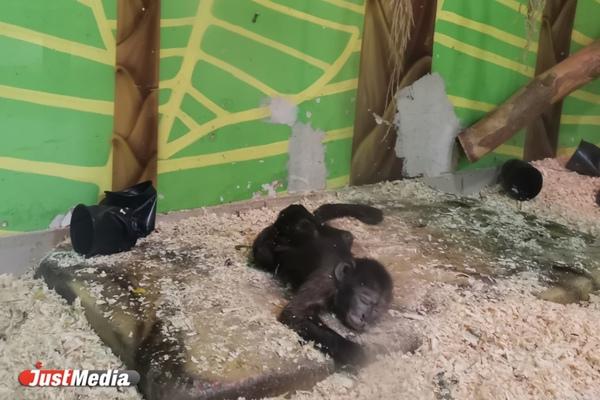 В американском Сент-Луисе ищут умных и непредсказуемых потерявшихся обезьян - Фото 1