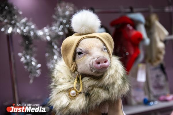 В Ревде продолжился «самовыгул» свиней из-за бюрократии - Фото 1