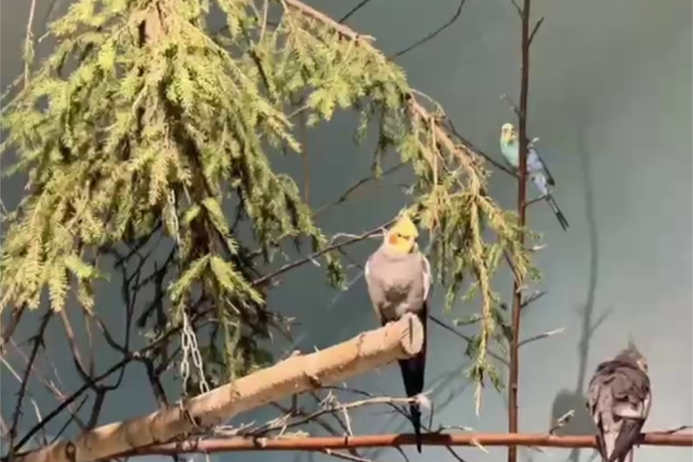 Более 500 елок привезли в Екатеринбургский зоопарк для «ароматерапии» животных - Фото 1