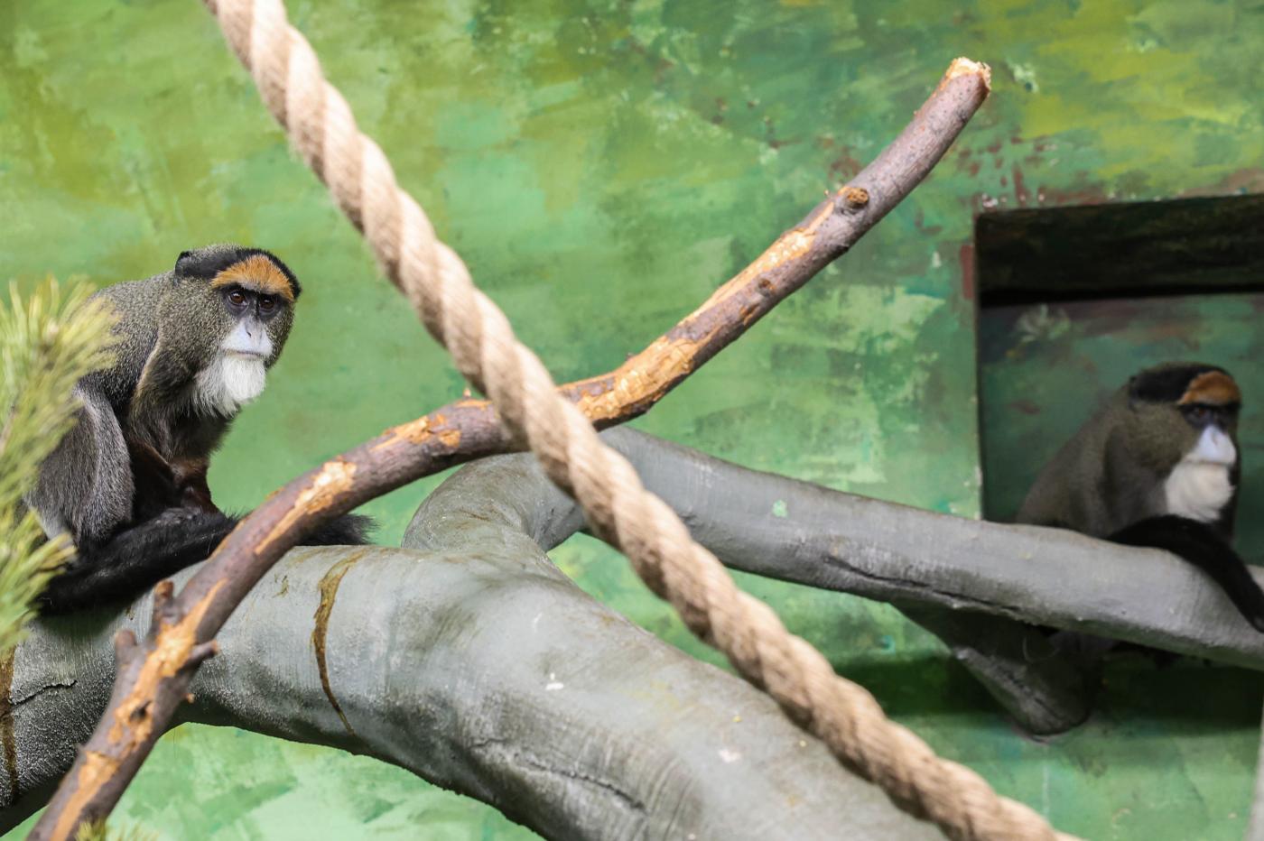 В зоопарке Екатеринбурга поселились мартышки Бразза - Фото 1