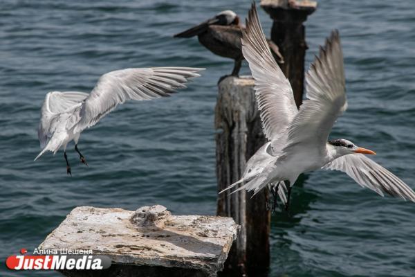 На Кипре обнаружено тело бывшего топ‑менеджера «Уралкалия» Владислава Баумгертнера - Фото 1