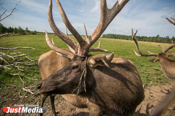 Свердловчане за два собрали 170 тысяч рублей на выкуп оленихи из проката  - Фото 1
