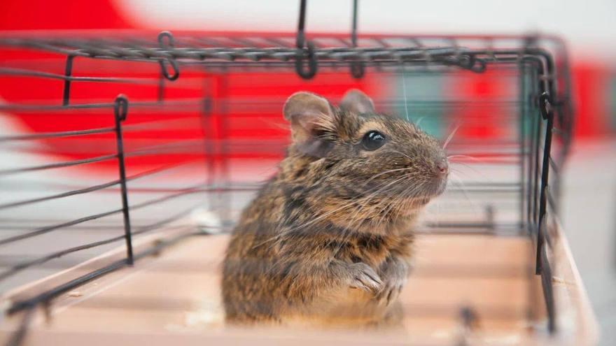 Игуана, сурикаты и бабочки: более 5,8 тысячи домашних животных без сопровождения владельцев перевезено в уральских поездах в 2025 году - Фото 1