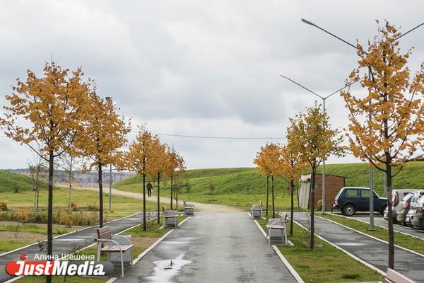В Красноуральске весной 2026 года посадят 301 дерево  - Фото 1