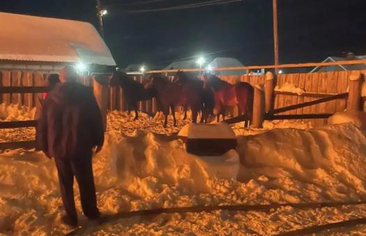 В Сысерти при пожаре в конюшне спасли десять лошадей - Фото 1