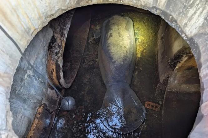 В США геодезисты внезапно наткнулись на замерзшего ламантина в канализации - Фото 1