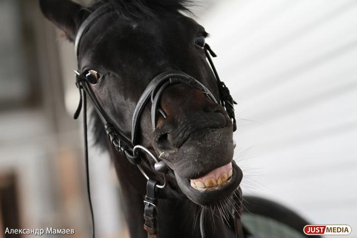Свердловский фермер заплатит более 270 тысяч рублей за уничтоженное его лошадью авто  - Фото 1