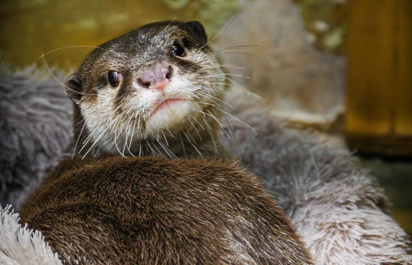 В этом году зоомистера в Екатеринбургском зоопарке будут выбирать среди новичков - Фото 1