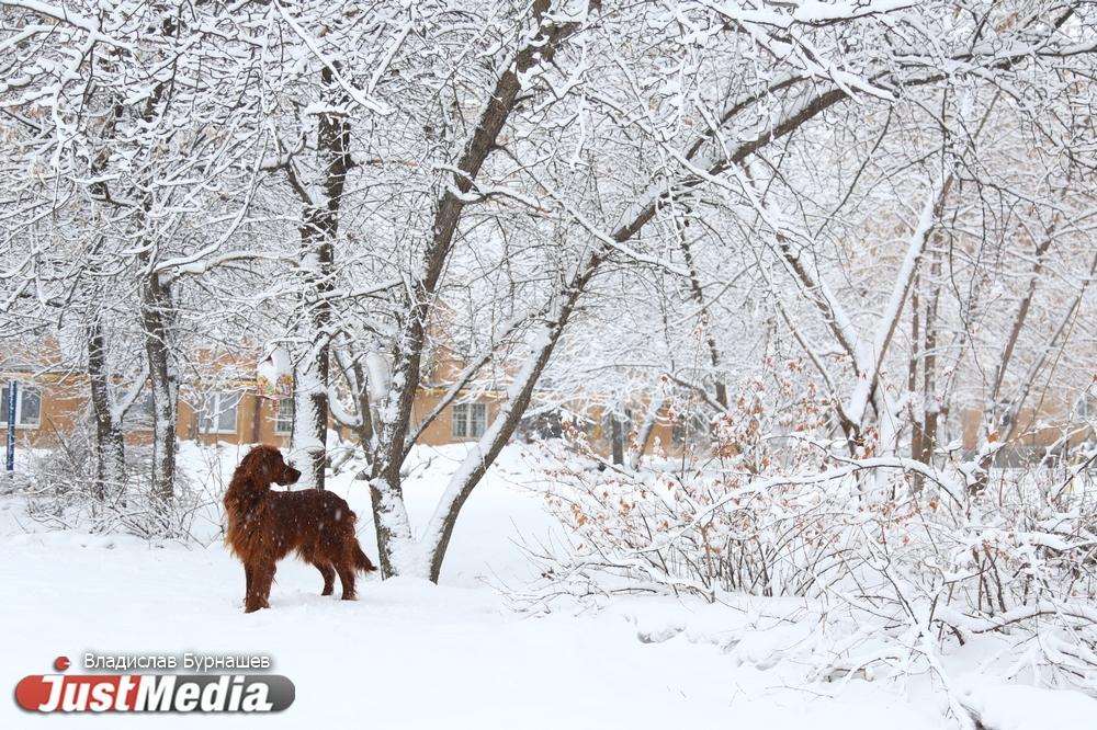 В Екатеринбург вернутся снегопады и морозы - Фото 1