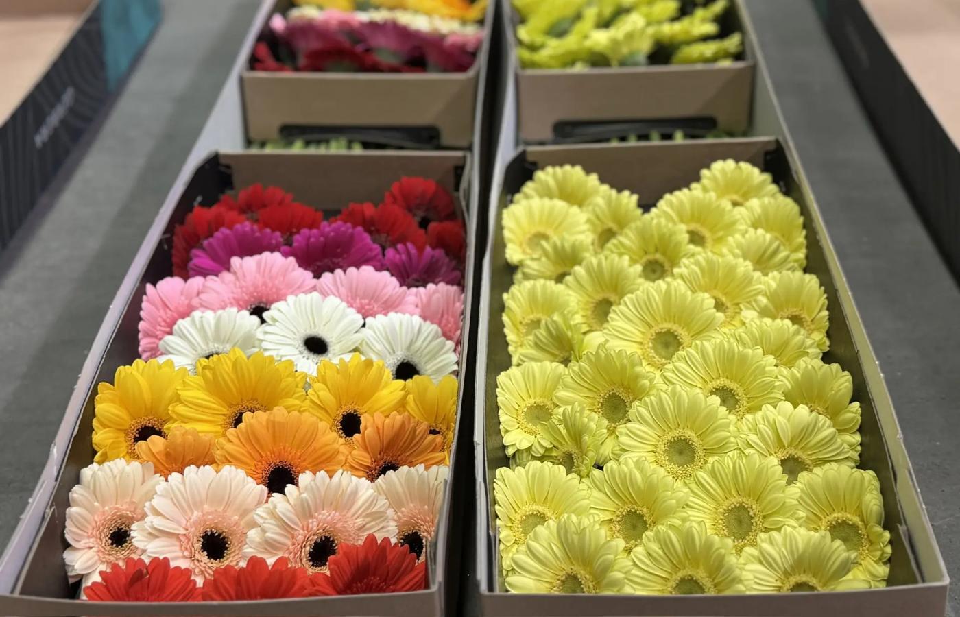 8 миллионов цветов завезли на Урал к 8 Марта - Фото 1