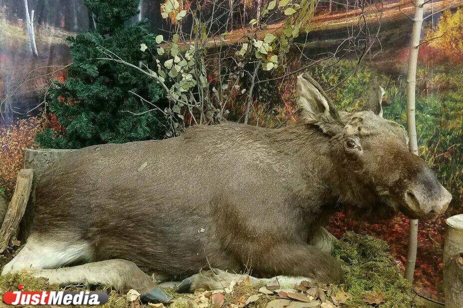 В Ревде охотник выплатит 400 тысяч рублей за убийство лосихи - Фото 1