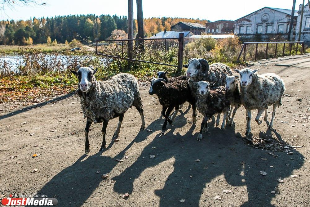 В Британии судят женщину, собаки которой загрызли 35 овец - Фото 1