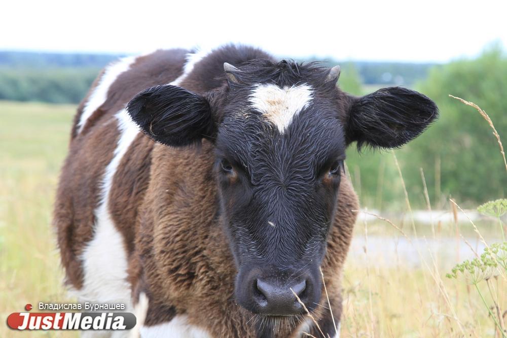 В Свердловской области корова рогами подбросила двухлетнюю девочку, и та упала головой на асфальт  - Фото 1