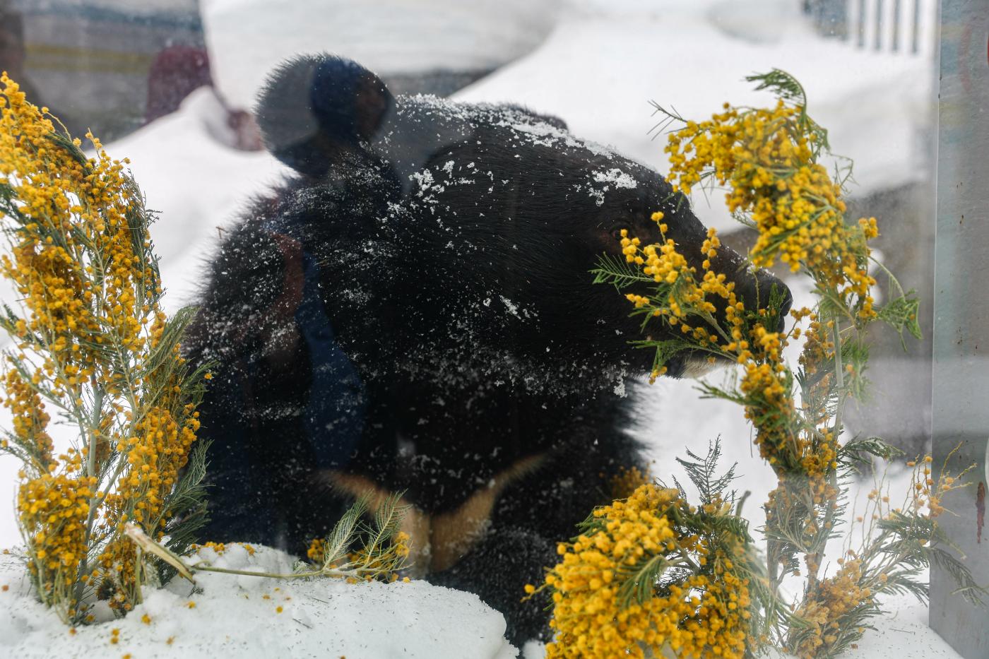 Медведи вышли из спячки в Екатеринбургском зоопарке - Фото 1