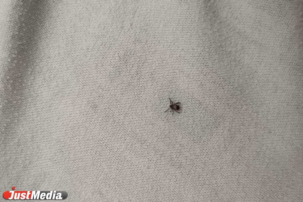 В Свердловскую область привезли 2,5 млн клещей - Фото 1