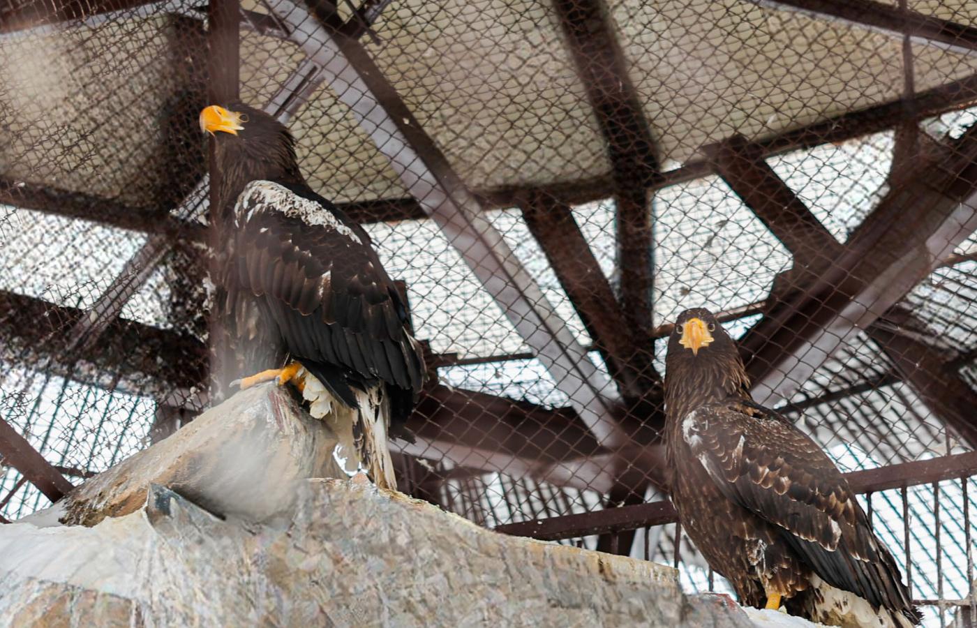 В зоопарке Екатеринбурга поселилась молодая пара белоплечих орланов - Фото 1