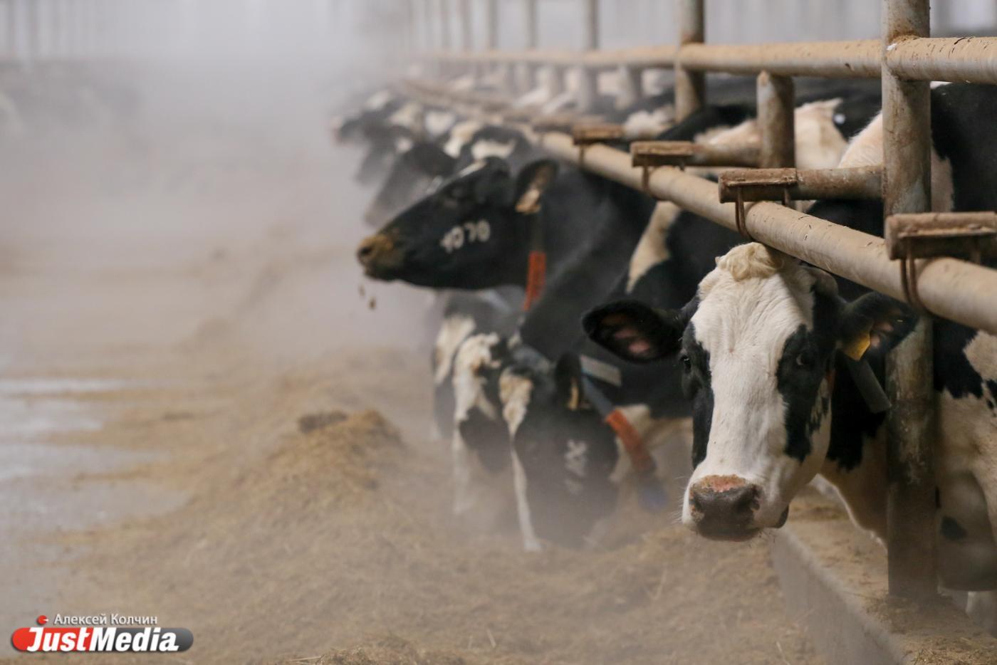 Минсельхоз: вспышка пастереллеза в Сибири не скажется на животноводстве в РФ - Фото 1