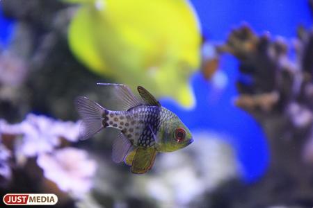 В Екатеринбург из Индонезии прилетели более трех тысяч аквариумных рыб - Фото 1