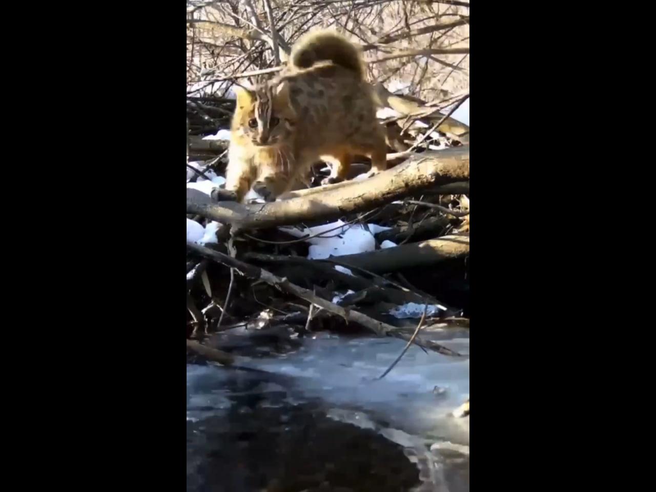 Дальневосточный кот ограбил выдру в Уссурийском заповеднике - Фото 1