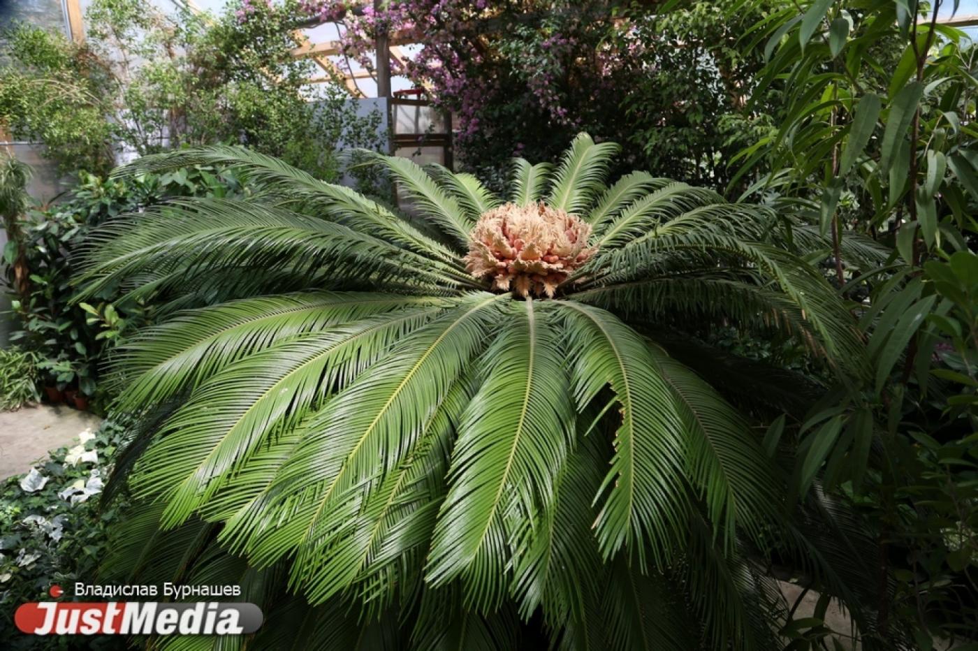 В Екатеринбурге с 1 апреля Ботанический сад будет работать по выходным - Фото 1