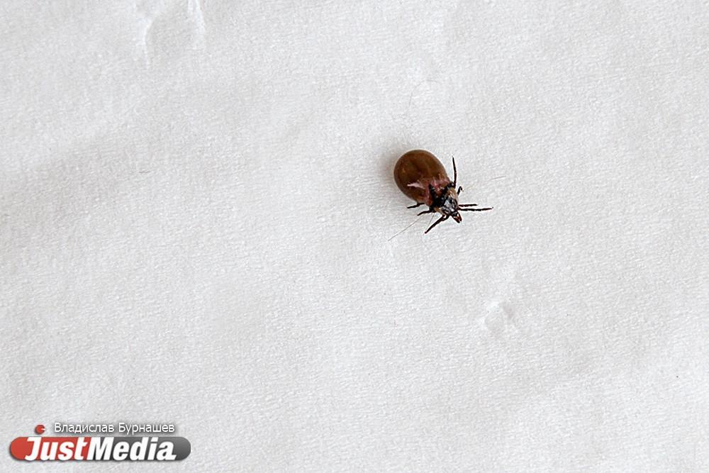 Ребенок и два взрослых: в Свердловской области зарегистрированы первые три случая укусов клещей - Фото 1