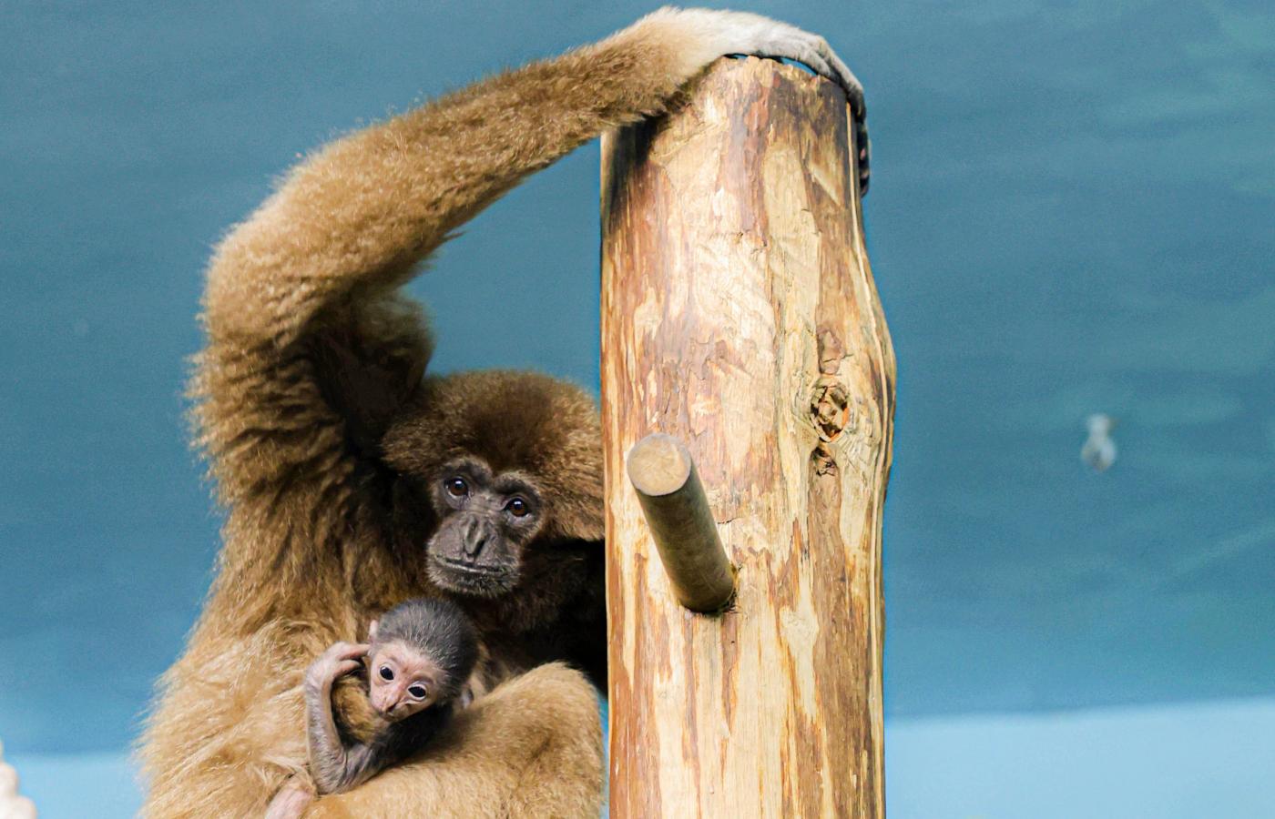 В Екатеринбурге у пары белоруких гиббонов родился малыш - Фото 1