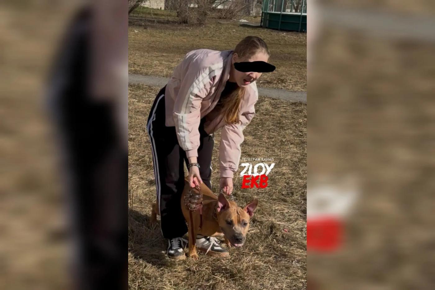 Питбуль без намордника напал на швейцарскую овчарку в Екатеринбурге - Фото 1