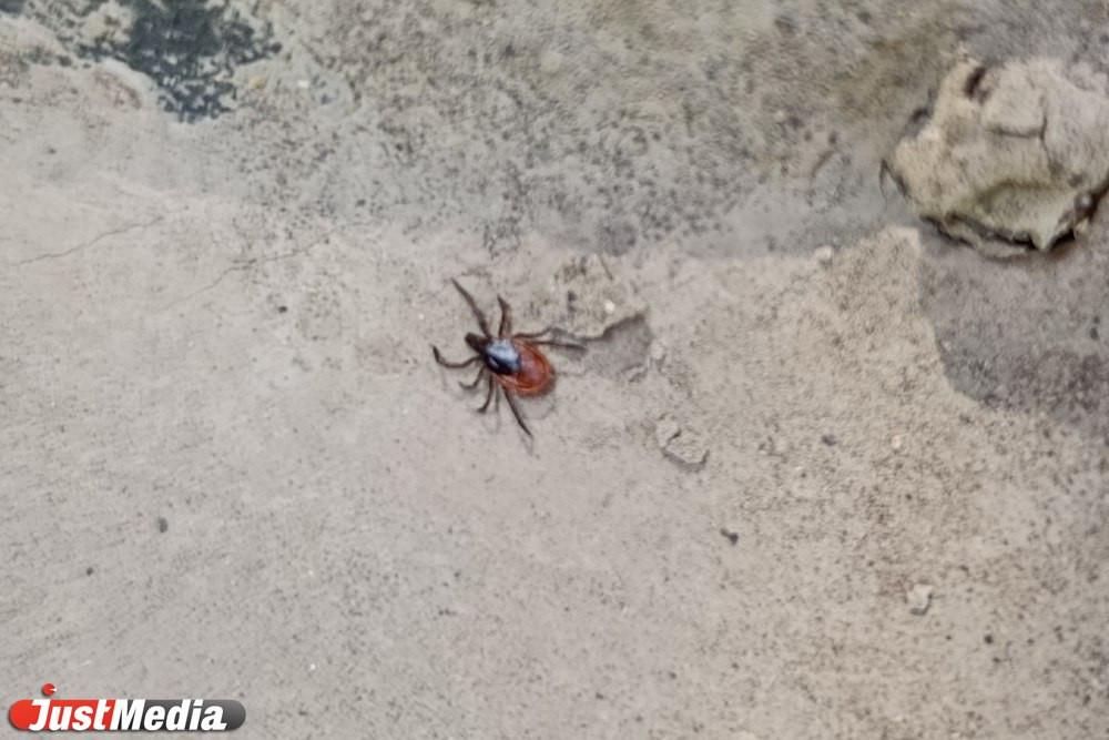 В Свердловской области почти 60 человек пострадали от укусов клещей - Фото 1