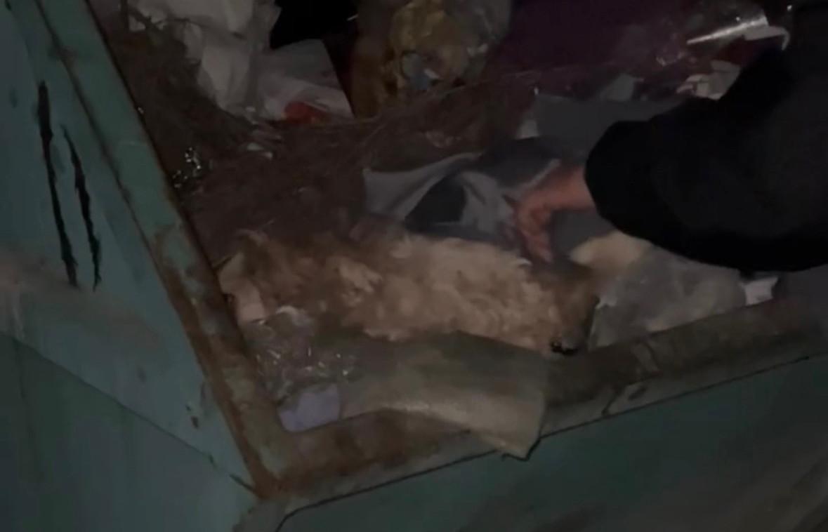 В Орске зоозащитники утверждают, что пенсионер с другом жестоко убил свою собаку  - Фото 1