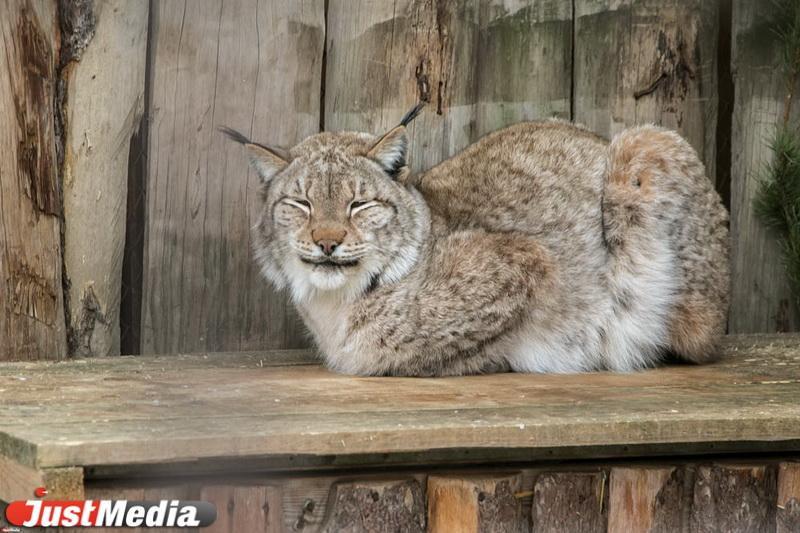 В свердловских лесах стало больше диких животных - Фото 1