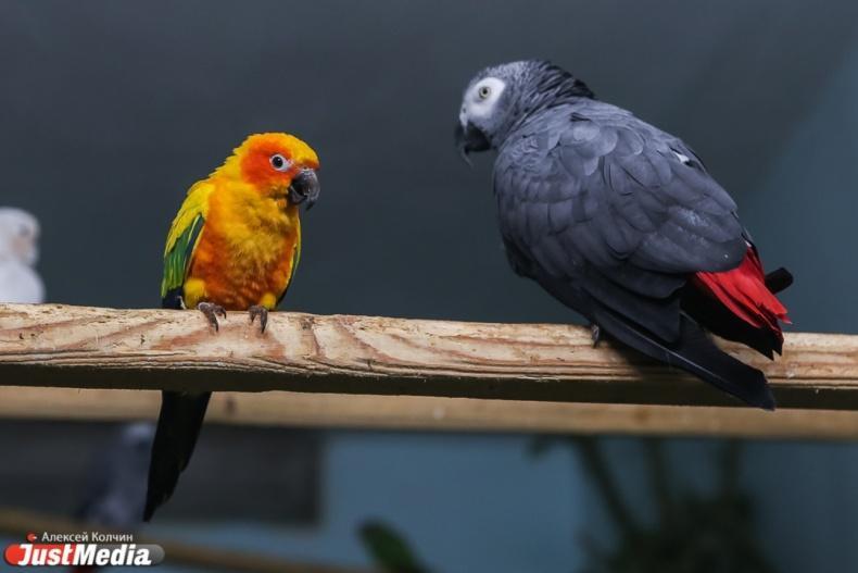 В Ленобласти более 30 попугаев погибли в контактном зоопарке после отравления газом - Фото 1