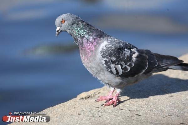 В США не стало старейшего в мире голубя - Фото 1
