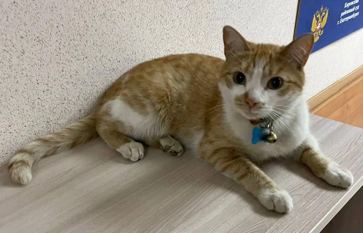 В Кировском суде Екатеринбурга появился пушистый сотрудник по кличке Иск - Фото 1