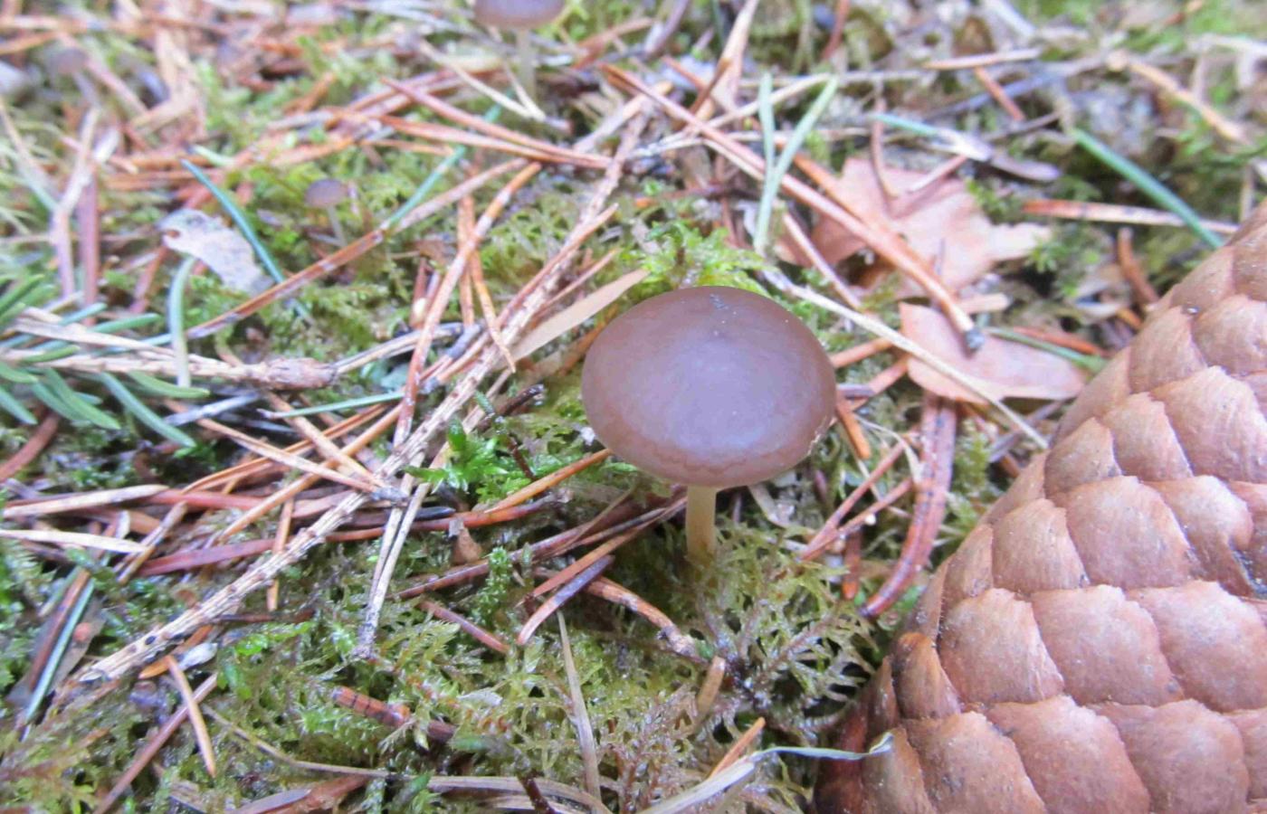 В нацпарке «Таганай» уже начался грибной сезон - Фото 1