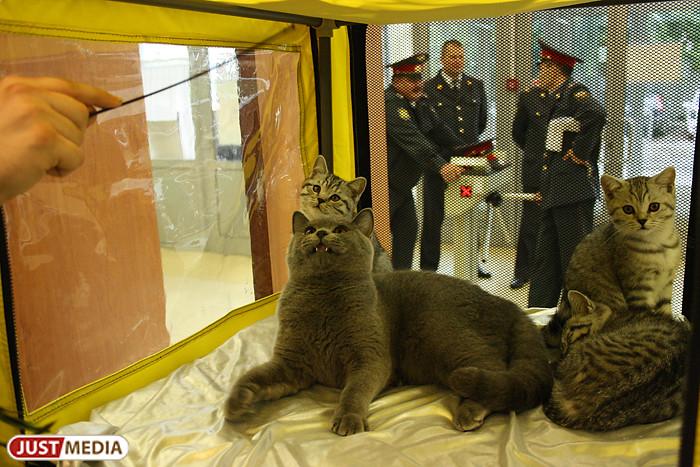 В Оренбурге мать через суд выселила из дома сына и его 12 кошек  - Фото 1